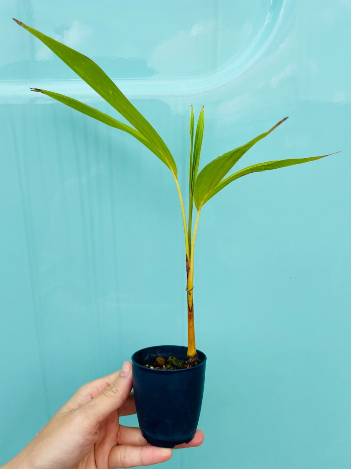 観葉植物 ヤシの木 マニラヤシ 約2.5メートル
