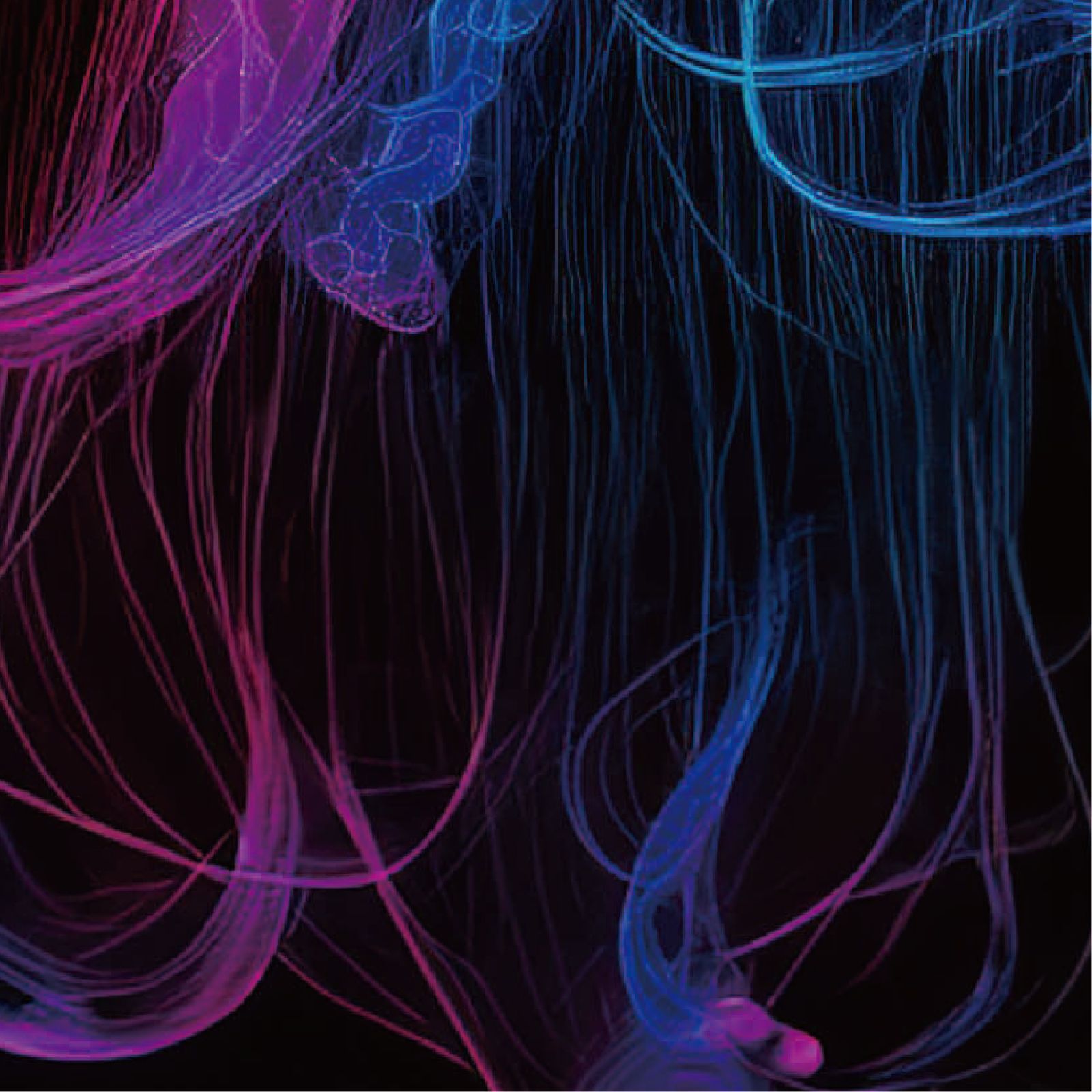 h*i様 iroca ミズクラゲ jellyfish rainbow リバーシブ 虹クラゲ <NO.001>（Rainbow Jellyfish）』 《ショップオリジナル