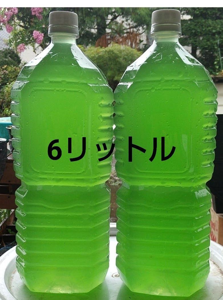 天然 グリーンウォーター(種水．青水)6Ｌ。検索 メダカ 金魚