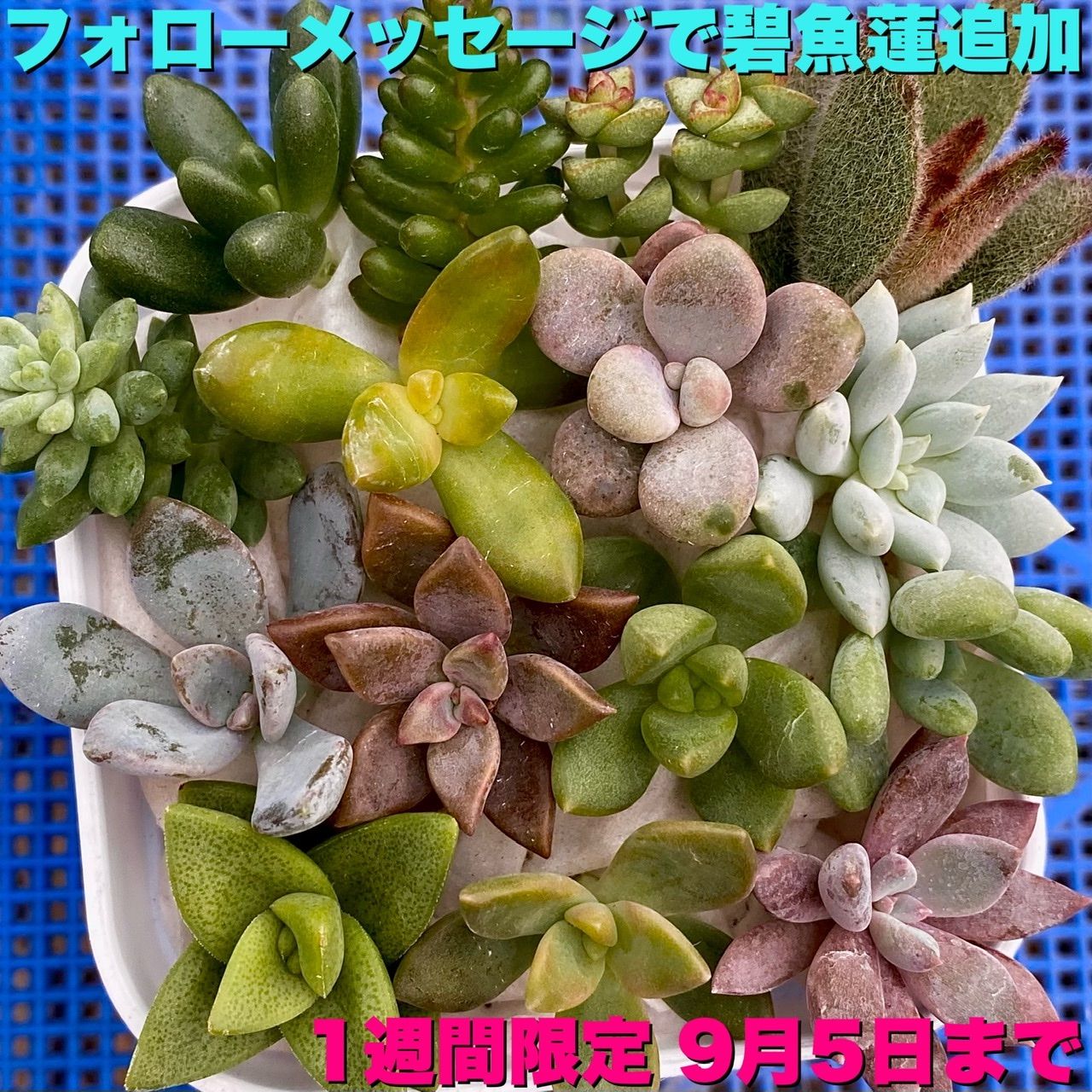 13多肉植物 カット苗 15品種 - 植物