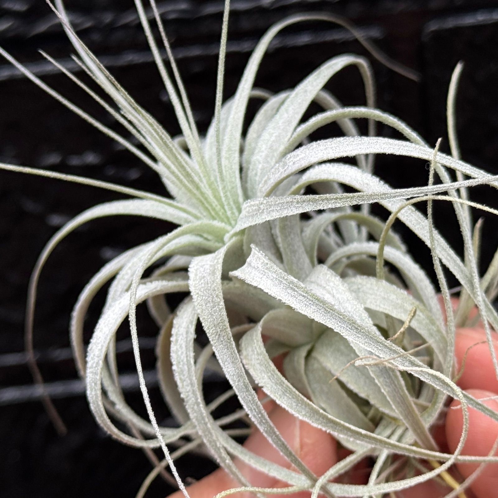 チランジア チャペウエンシス Tillandsia chapeuensis＊エア