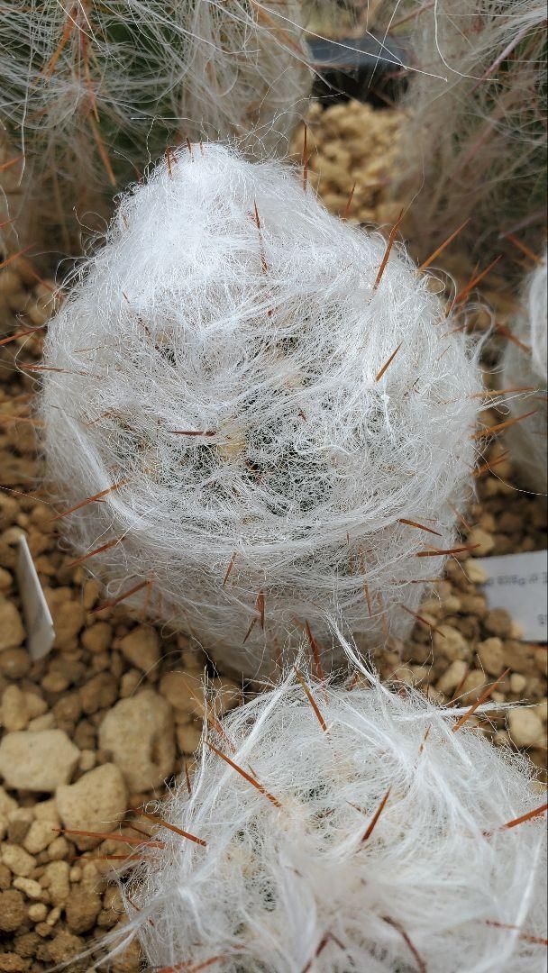 オレオケレウス 6種類2株ずつ