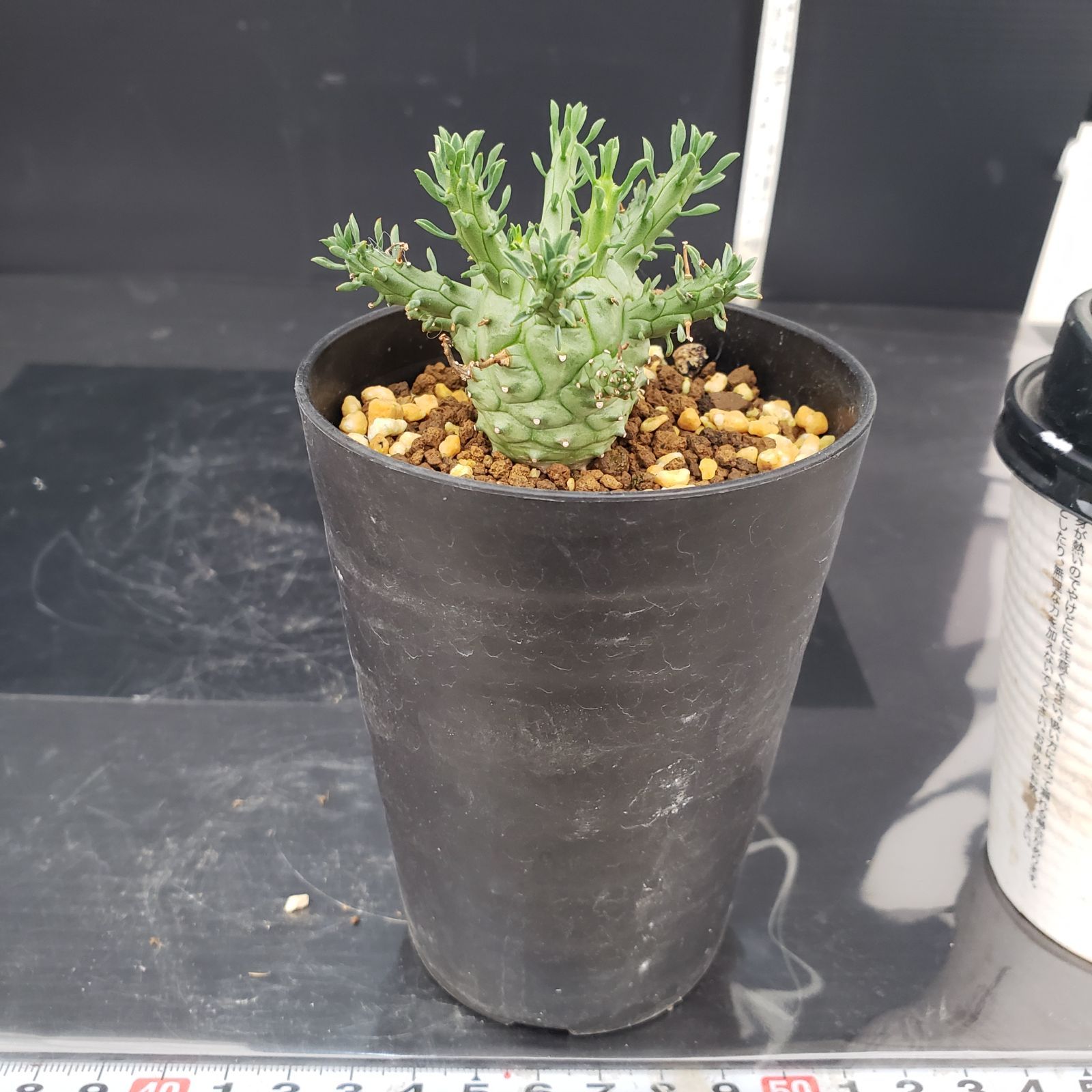 V373【自社養生株】ユーフォルビア デセプタ（発根株・鉢植え