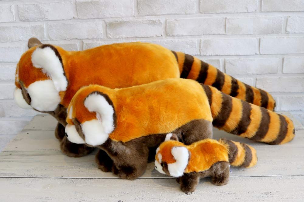 レッサーパンダ
