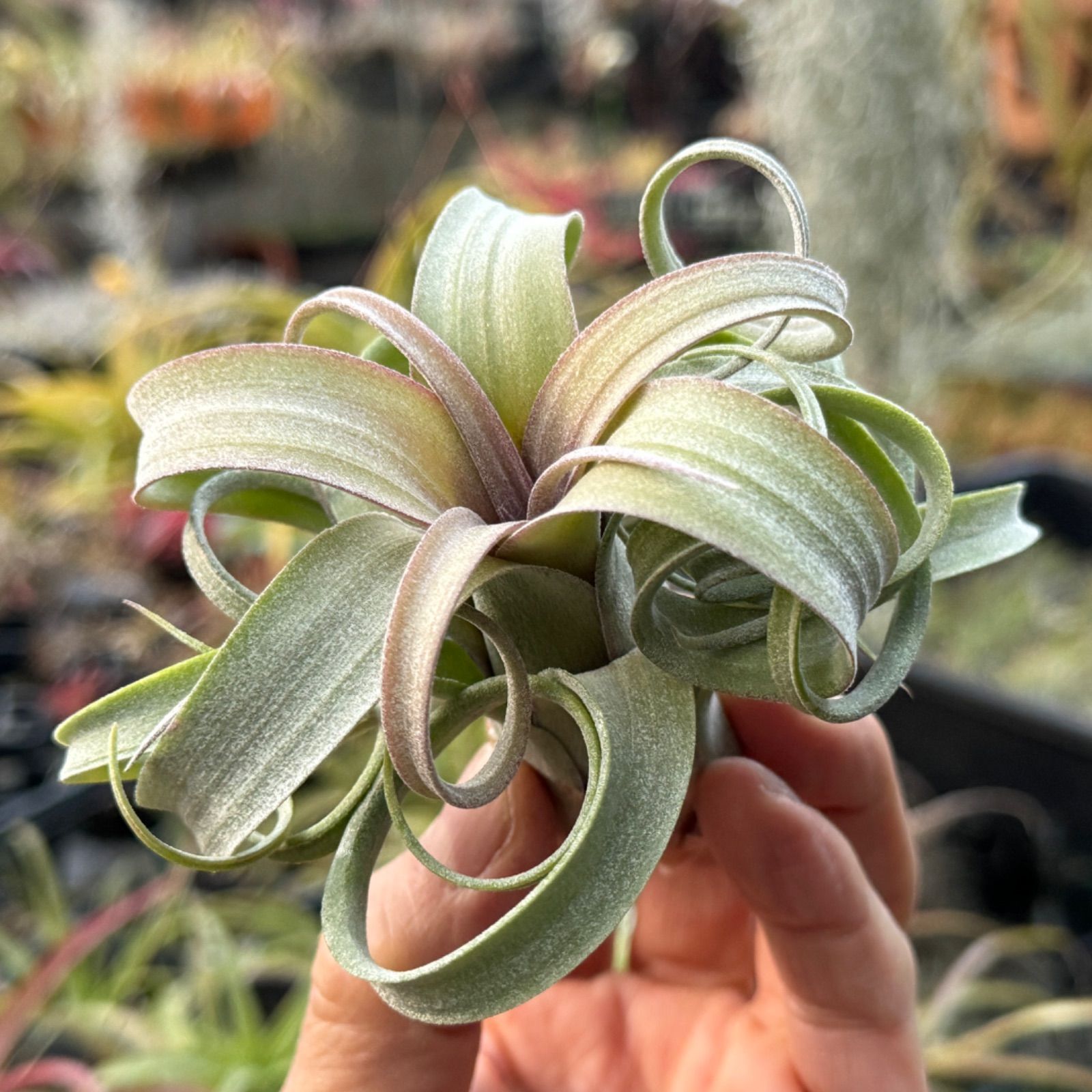 強カ～ルのダイエット株＊チランジア カーリースリム Tillandsia Curly