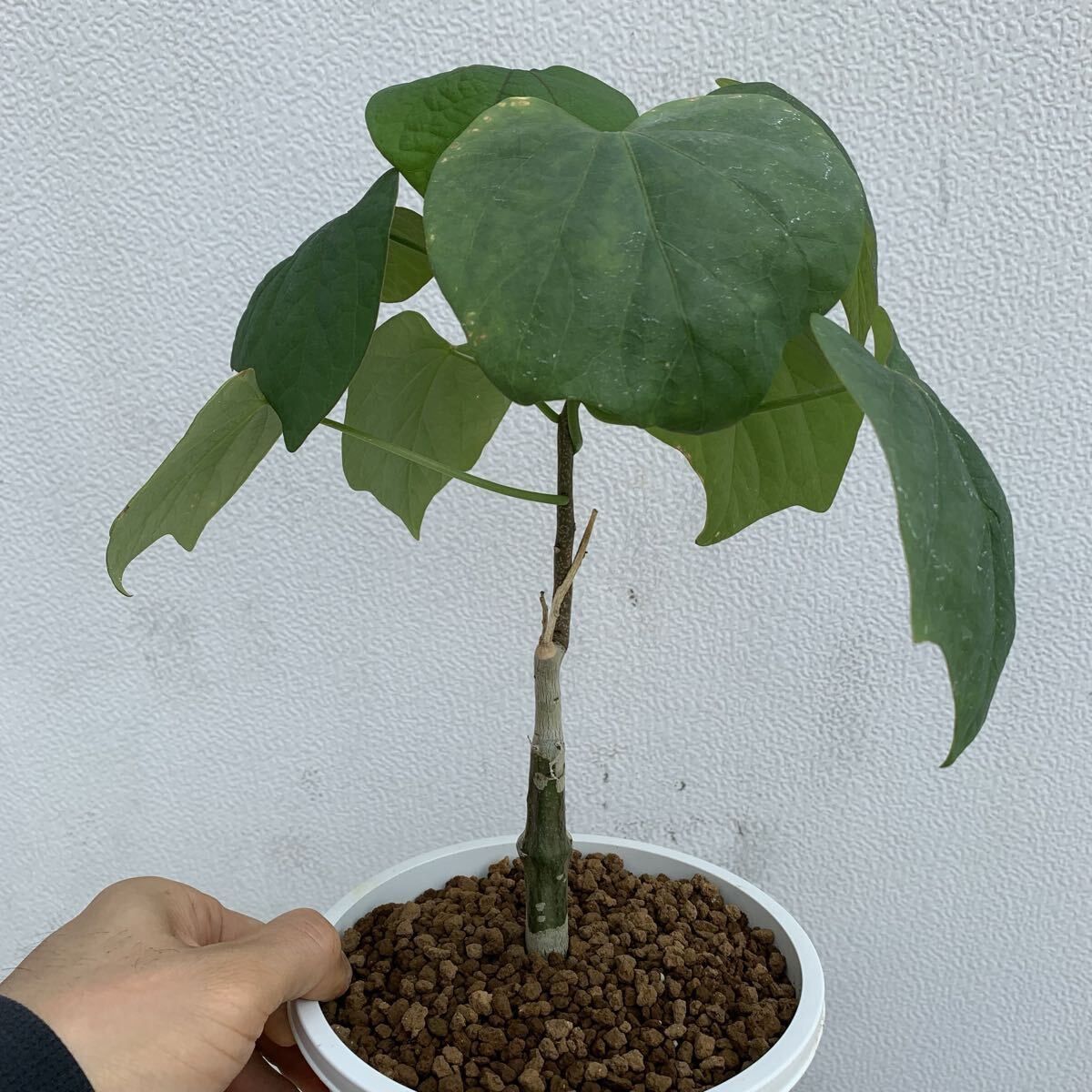 かよぱぁ様専用 スーパー兜 Vアロータイプ ヒトデタイプ（全幅9.7cm