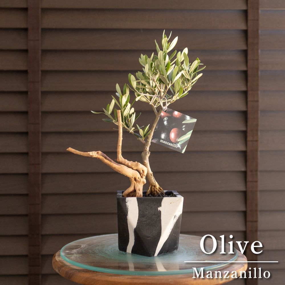 オリーブ マンザニロ オリーブの木 創樹 幹太souju 8号 創樹 盆栽