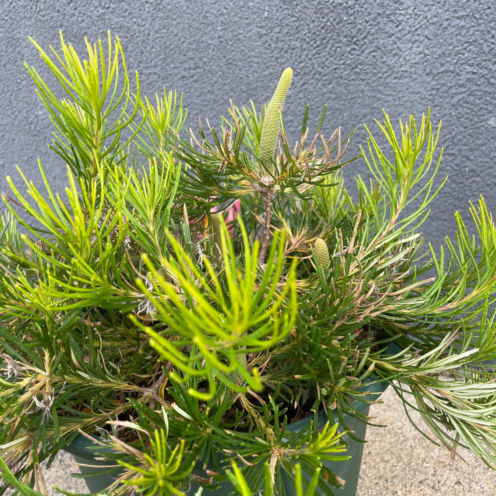 バンクシア バースデイキャンドル 8号 オージープランツ