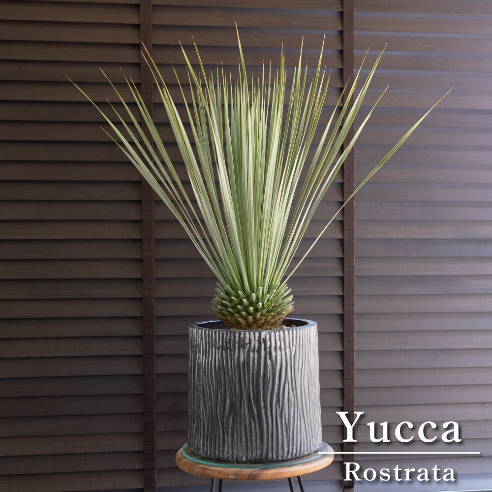 ユッカ ロストラータ Rostrata 8号 陶器鉢 観葉植物 ドライ
