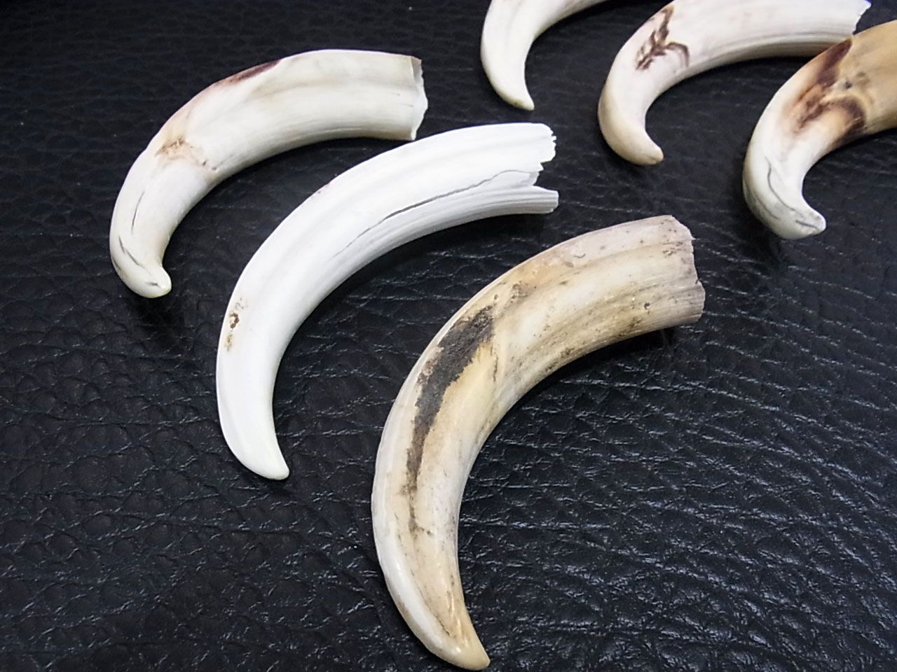 イボイノシシの牙（特大）1本 【公式通販】