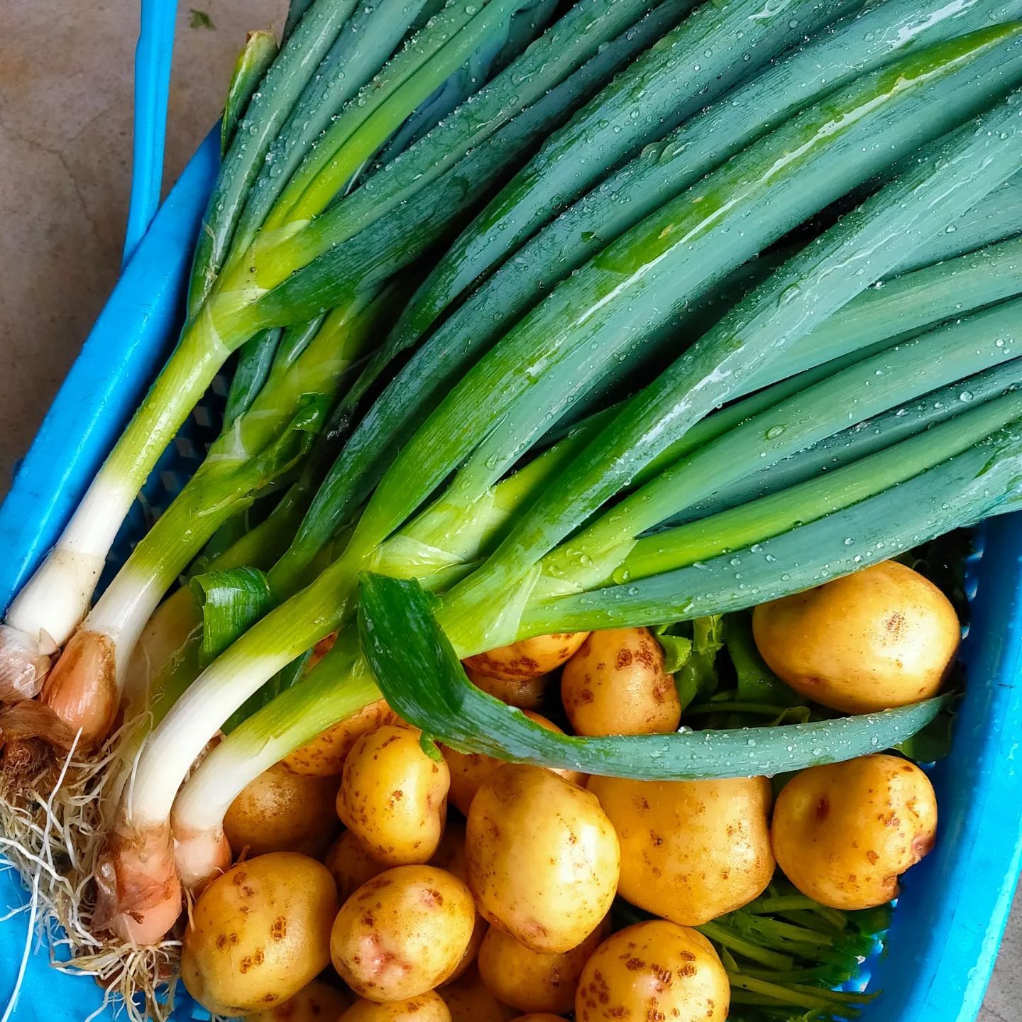 クール便】秋田県産 自然農法 野菜セット 無農薬 サイズ100 - メルカリ