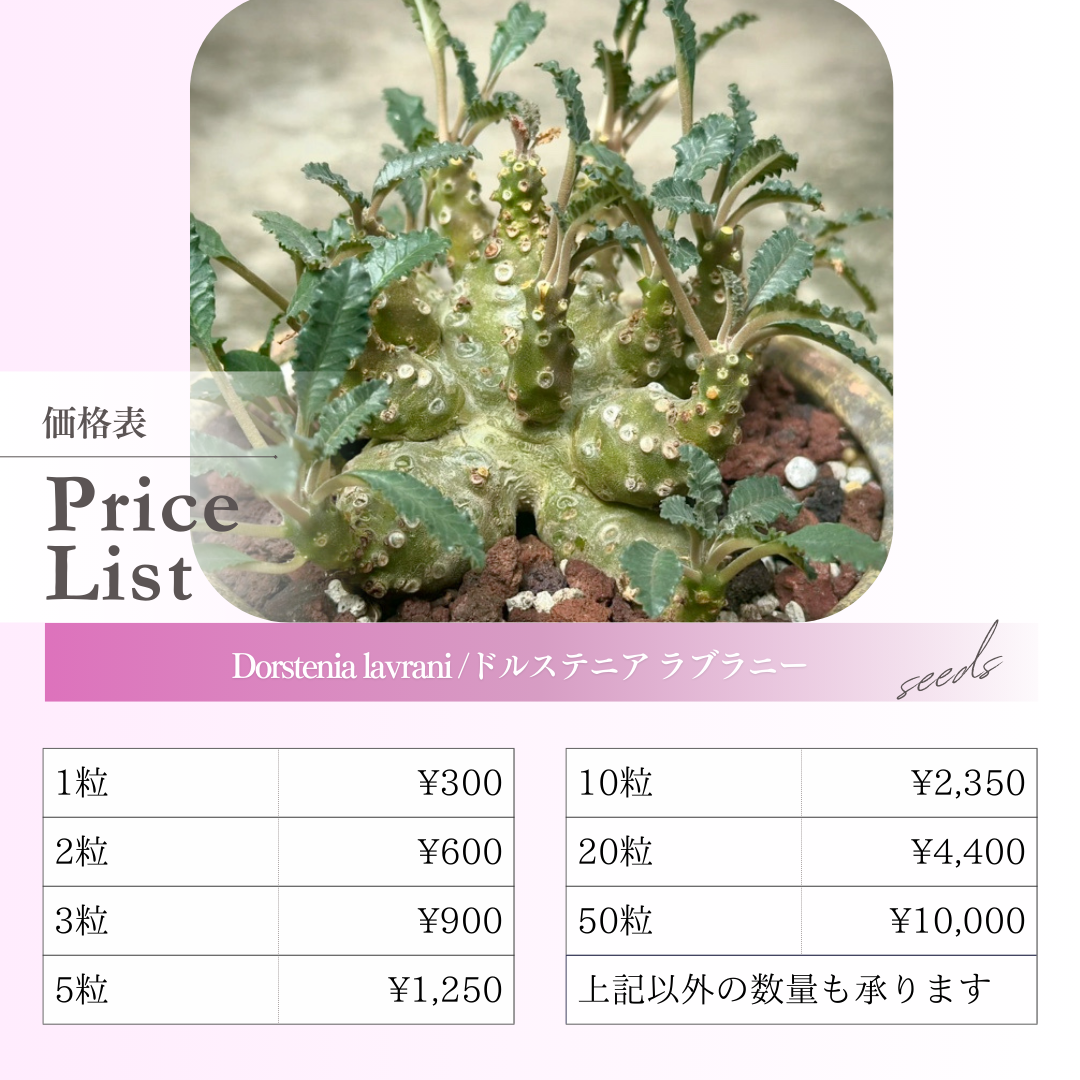 【種子】ドルステニア ラブラニー  / セット割あり 数量1粒から購入OK