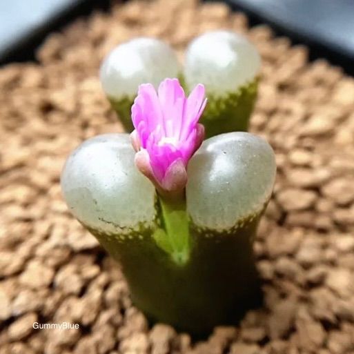 多肉植物 大型風鈴玉 Conophytum friedrichiae 種子 - GummyBlue 多肉