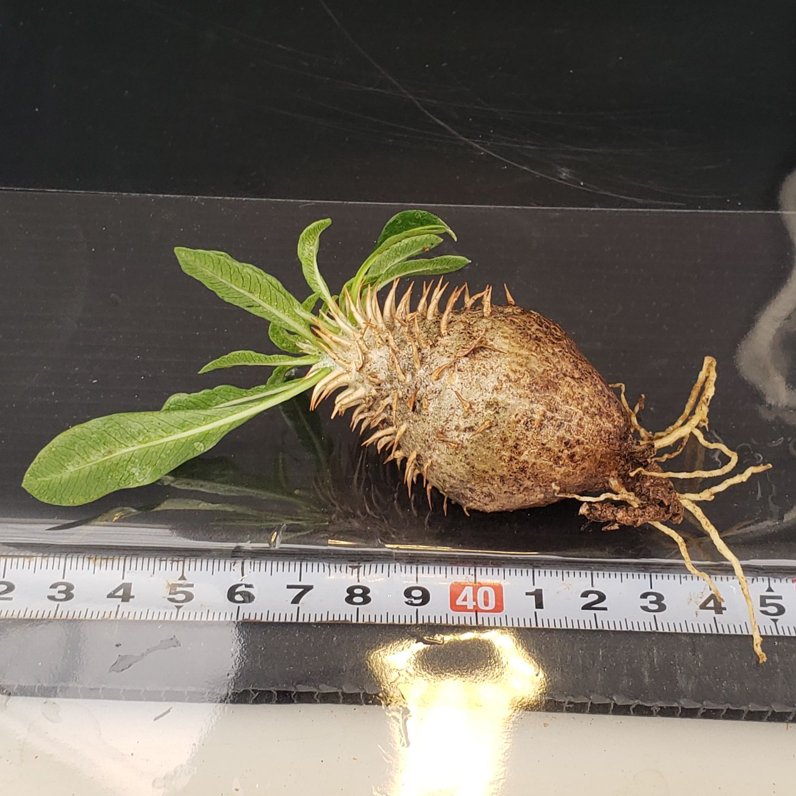 V245【自社養生発根株】Pachypodium 品種不明株（SS）（現地球