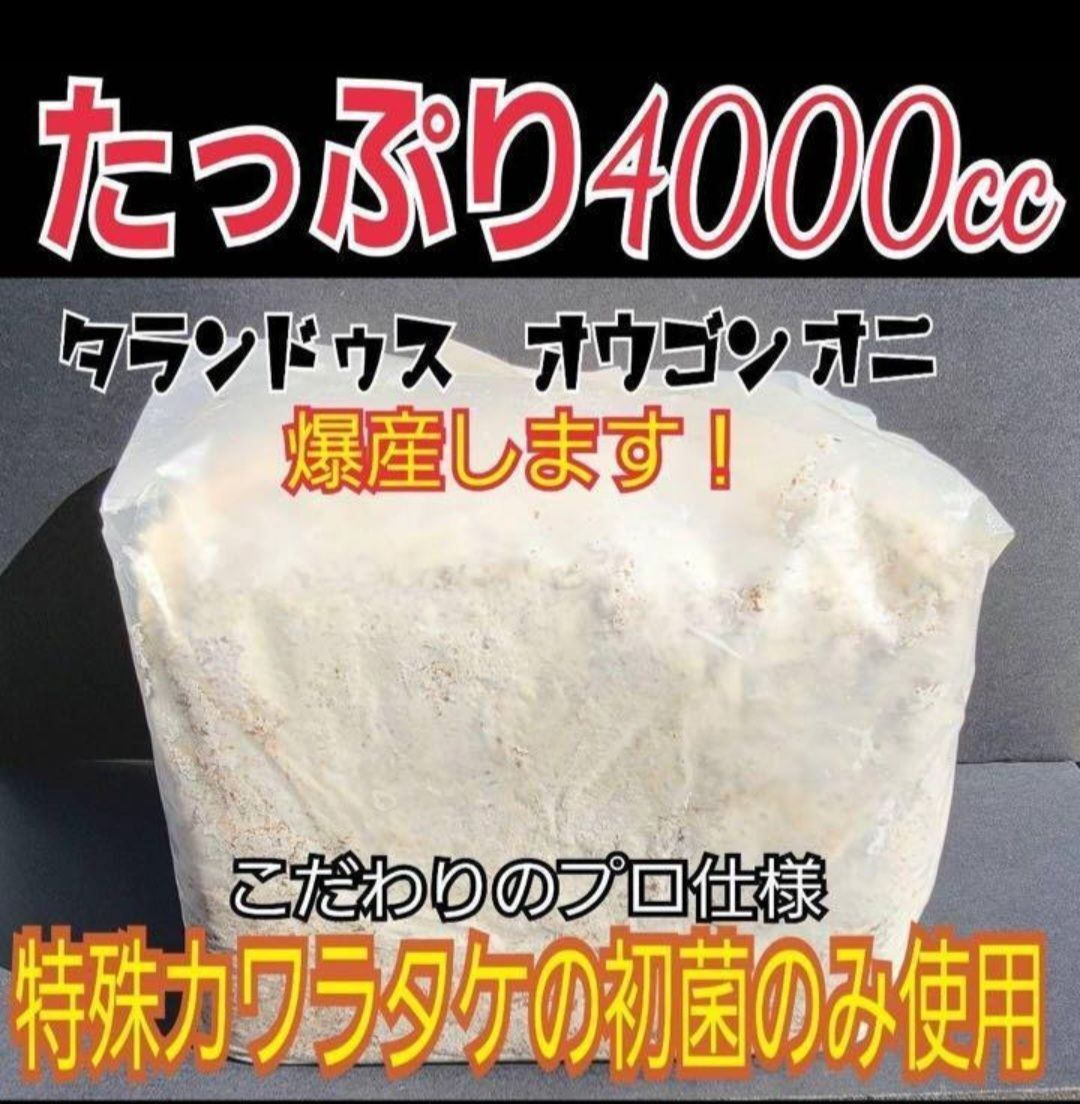 極上！カワラタケ菌糸瓶【15本セット】タランドゥス、オウゴンオニクワガタ、レギウスに　トレハロース・キトサン・ローヤルゼリー強化配合