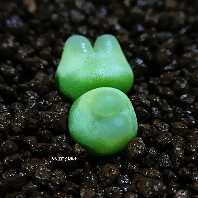 多肉植物　コノフィツム Rラツム　種子