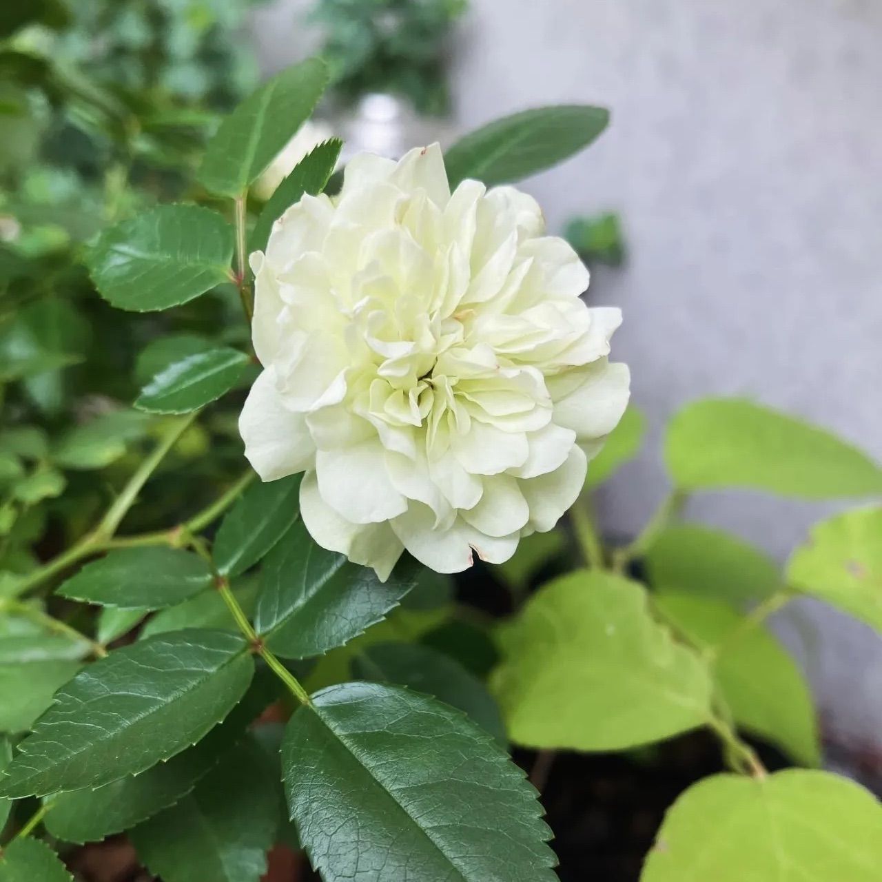 専用　確認用　マイクロミニバラ　　グリーン　幼苗 31s2Iq7AzBL._AC_UF350,