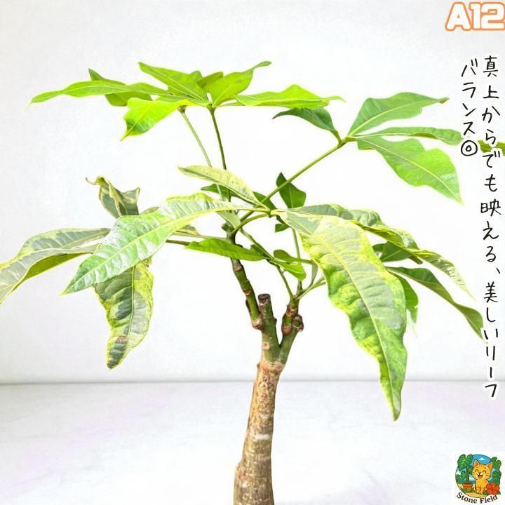 希少！パキラムーンライトA12・複数接ぎ木・枝分岐パラソル