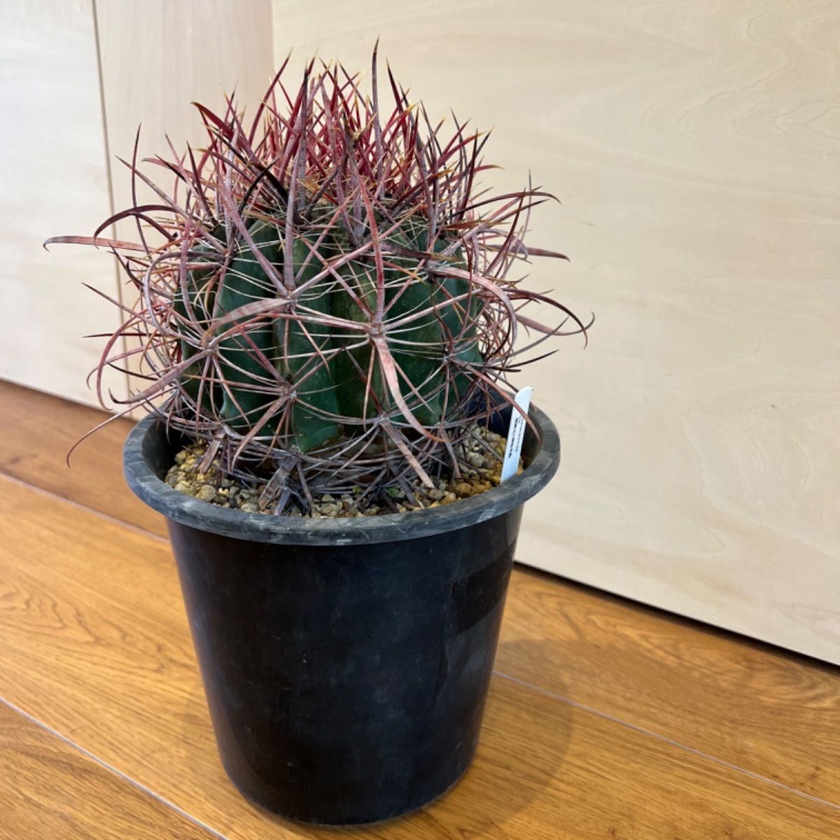 希少 強刺 フェロカクタス 7号 旋風玉×神仙半島 ferocactus 7号 - メルカリ