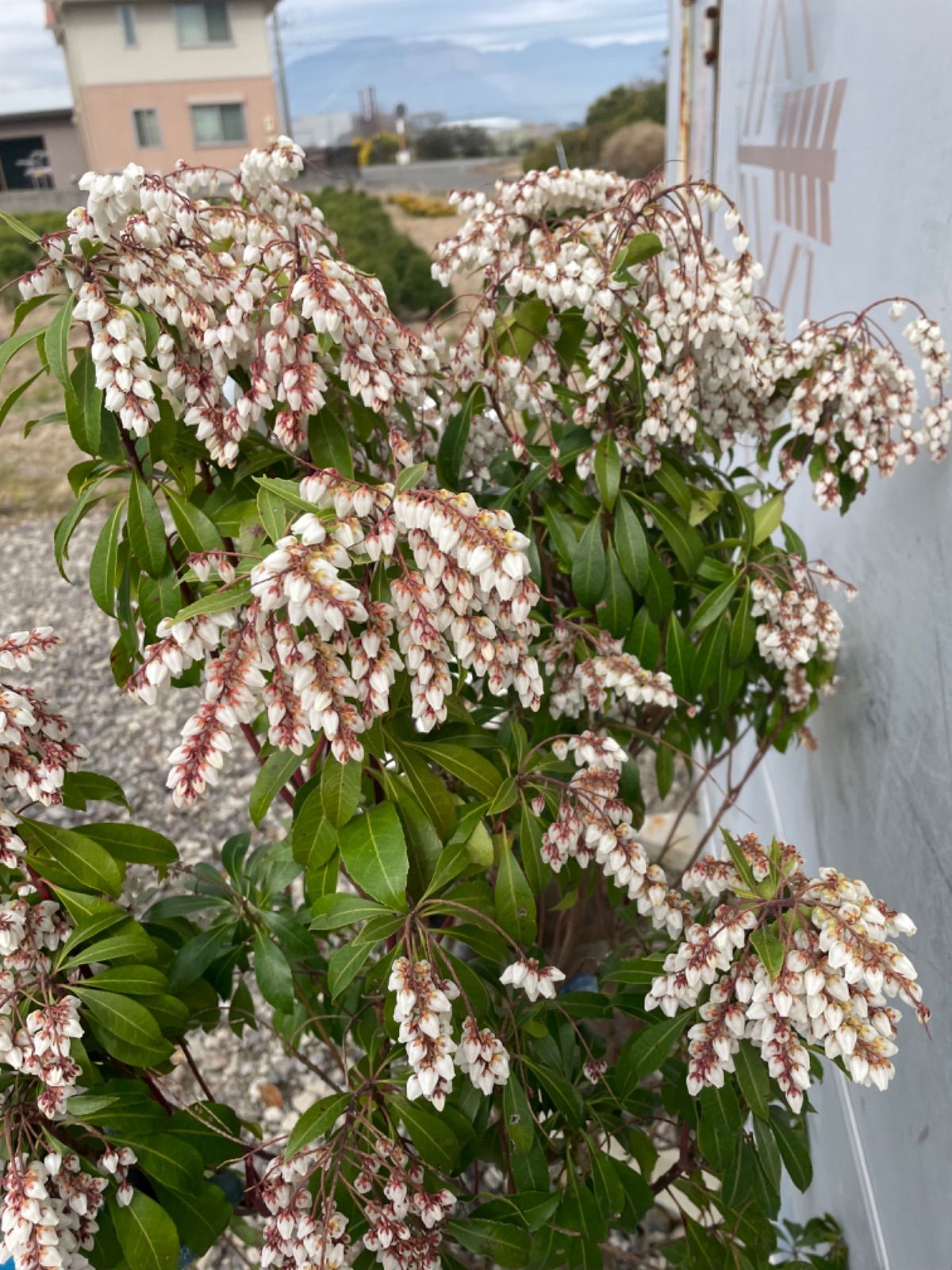 馬酔木 白花