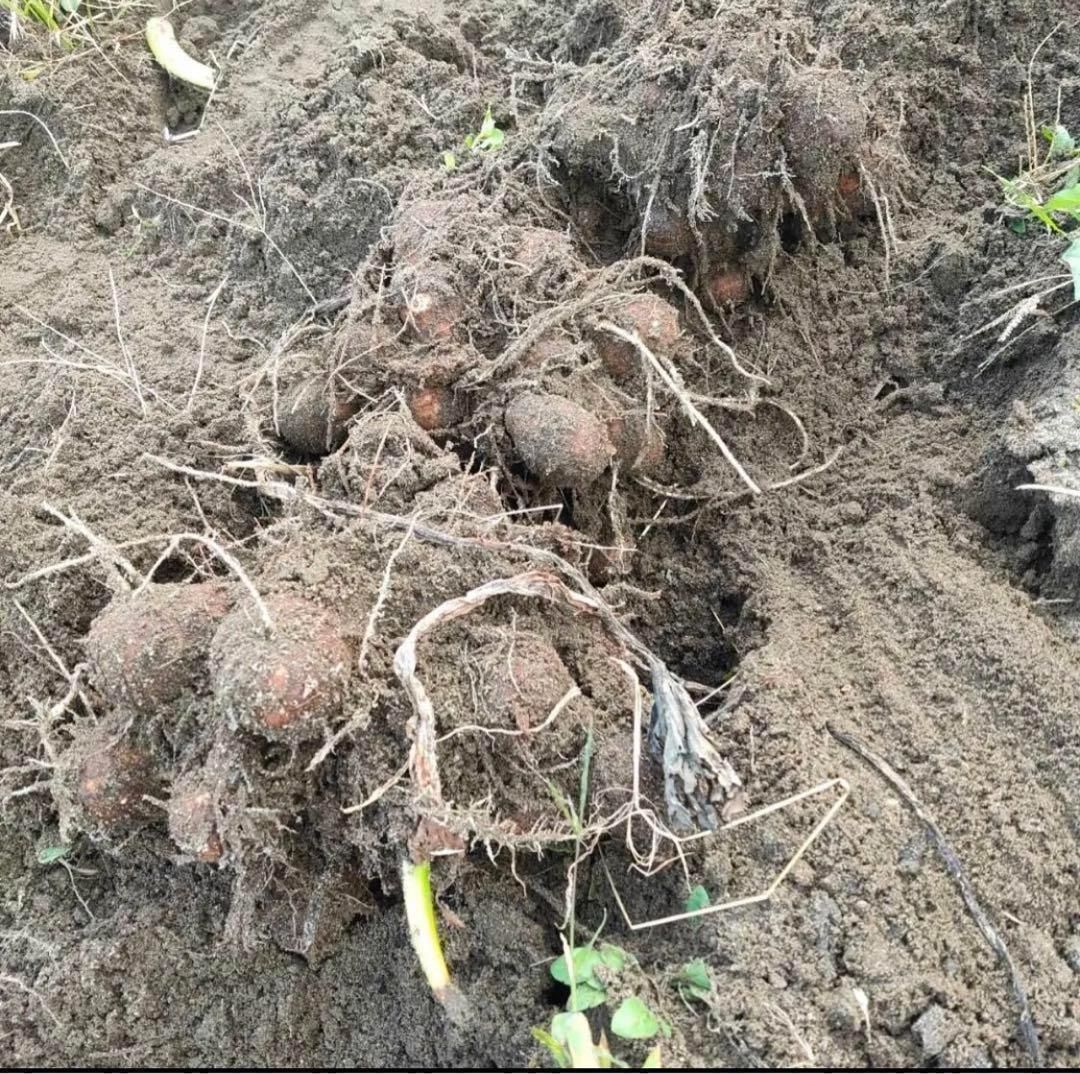 鳥取県産】黄金里芋 大和芋 宅急便 10kg さといも サトイモ 山芋