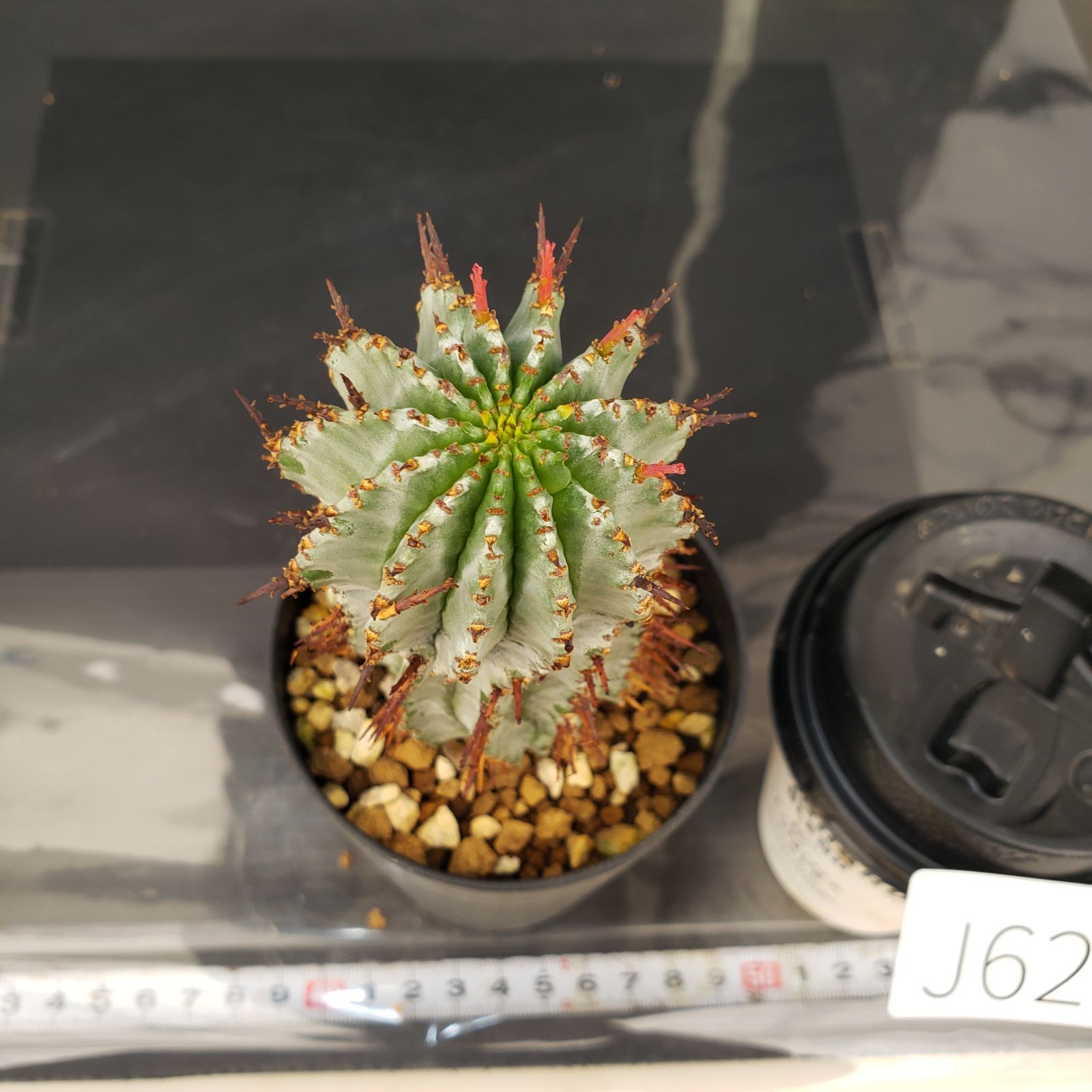 J623【自社養生株】ユーフォルビア ホリダ白肌（発根株・鉢植え