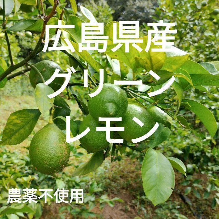 広島県産グリーンレモン　農薬不使用