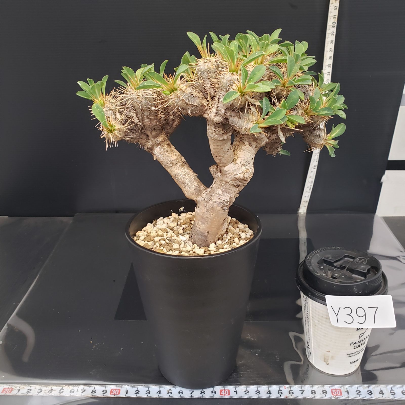 ユーフォルビア　ギラウミニアナ　小型 現地球　発根株（鉢付き） ユーフォルビア ギラウミニアナ 現地球 発根株 (鉢付き)