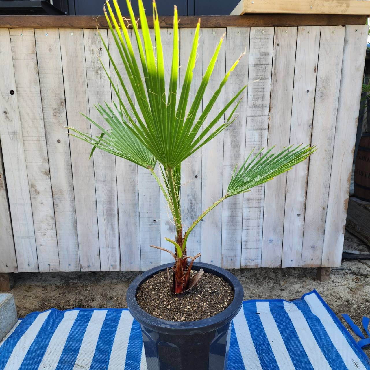 ワシントンヤシ フィリフェラ　Washingtonia filifera ワシントニア・フィリフェラ ｜Washingtonia filifera | DESERT INC.