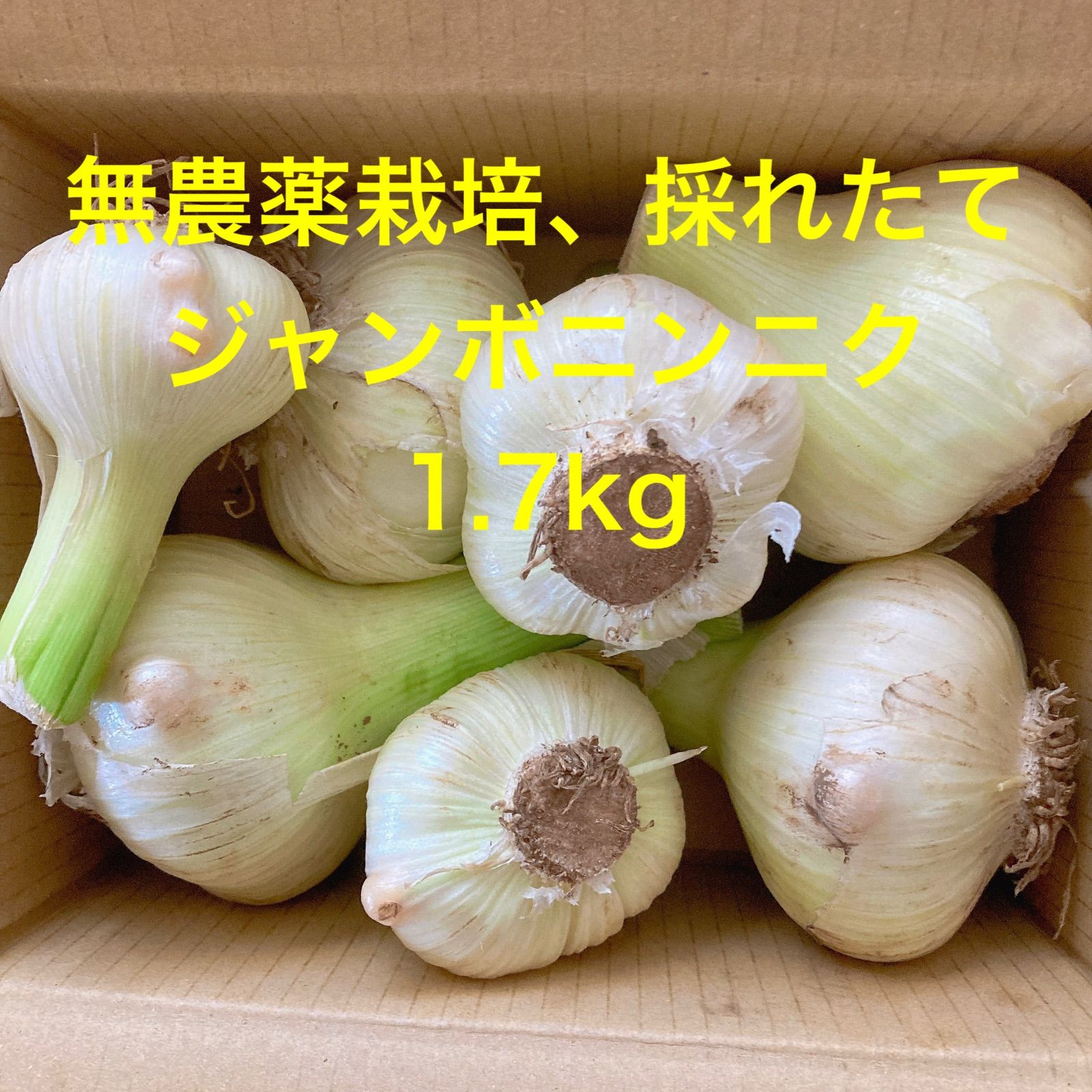 5kg ジャンボニンニク 無農薬 愛知県産ジャンボにんにく☆バラ箱込み5キロ