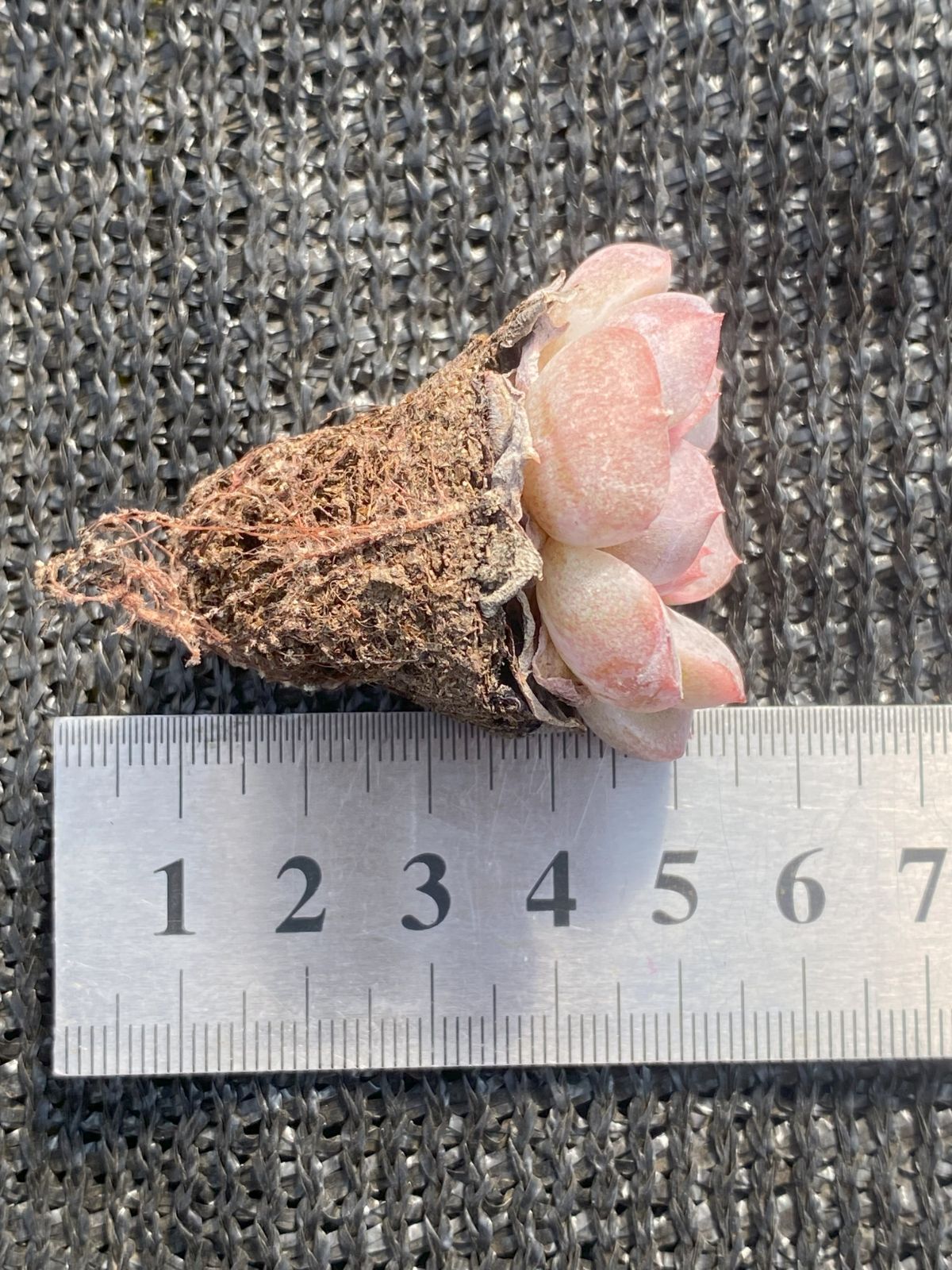新入荷 飴心・ピンク 鮮やかな105苗セット 土と根付き 多肉植物