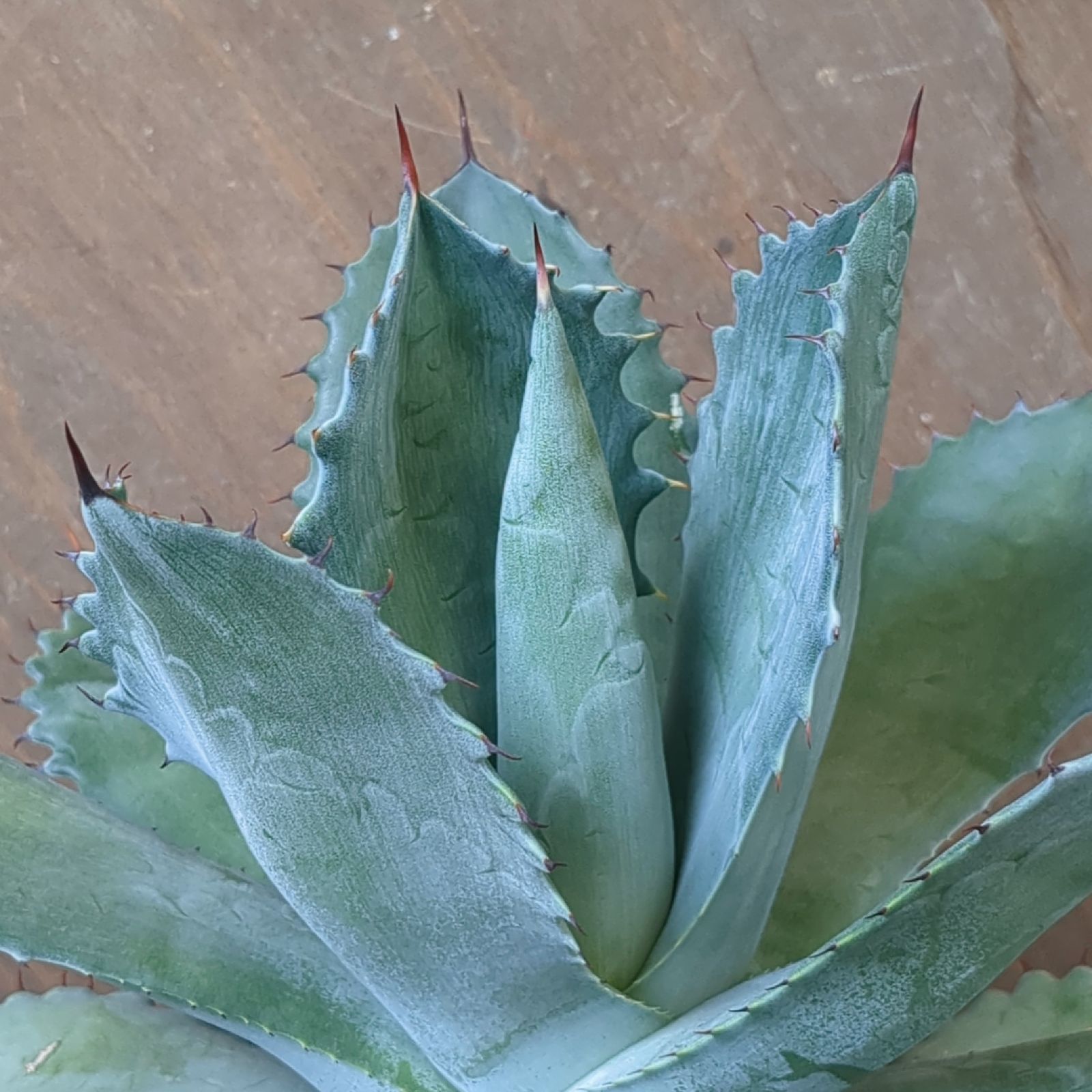 アガベ シャウィー × イシスメンシス 【 ハイブリッド 】早い