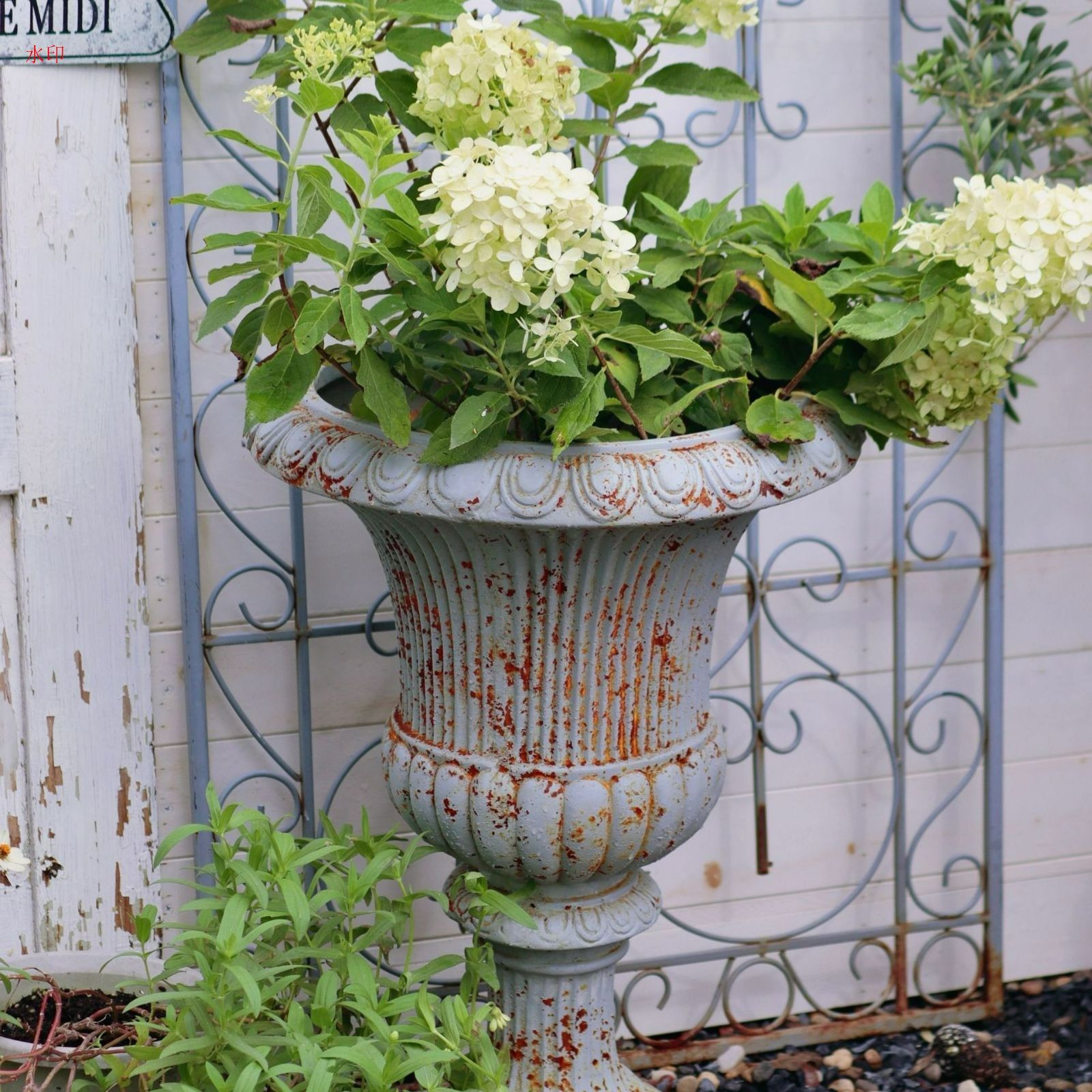 鉢植え