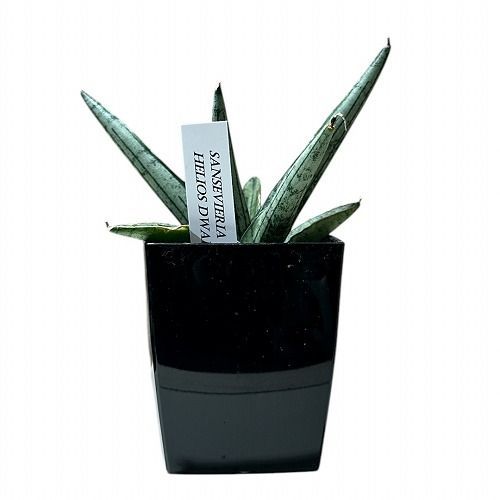 多肉植物 サンセベリア(サンスベリア) Sansevieria Helios dwarf