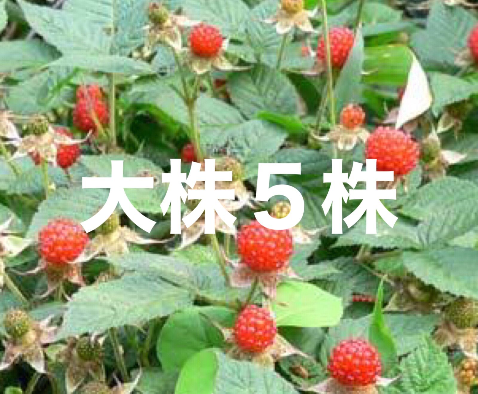 ⭐️木苺苗(大)5株⭐️抜き苗大株 草苺 クサイチゴ くさいちご