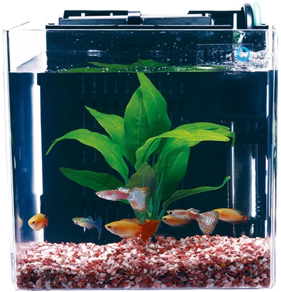 新品 水槽 5L) (水槽容量 アクアリウム スマート熱帯魚飼育セットSP-17 - メルカリ