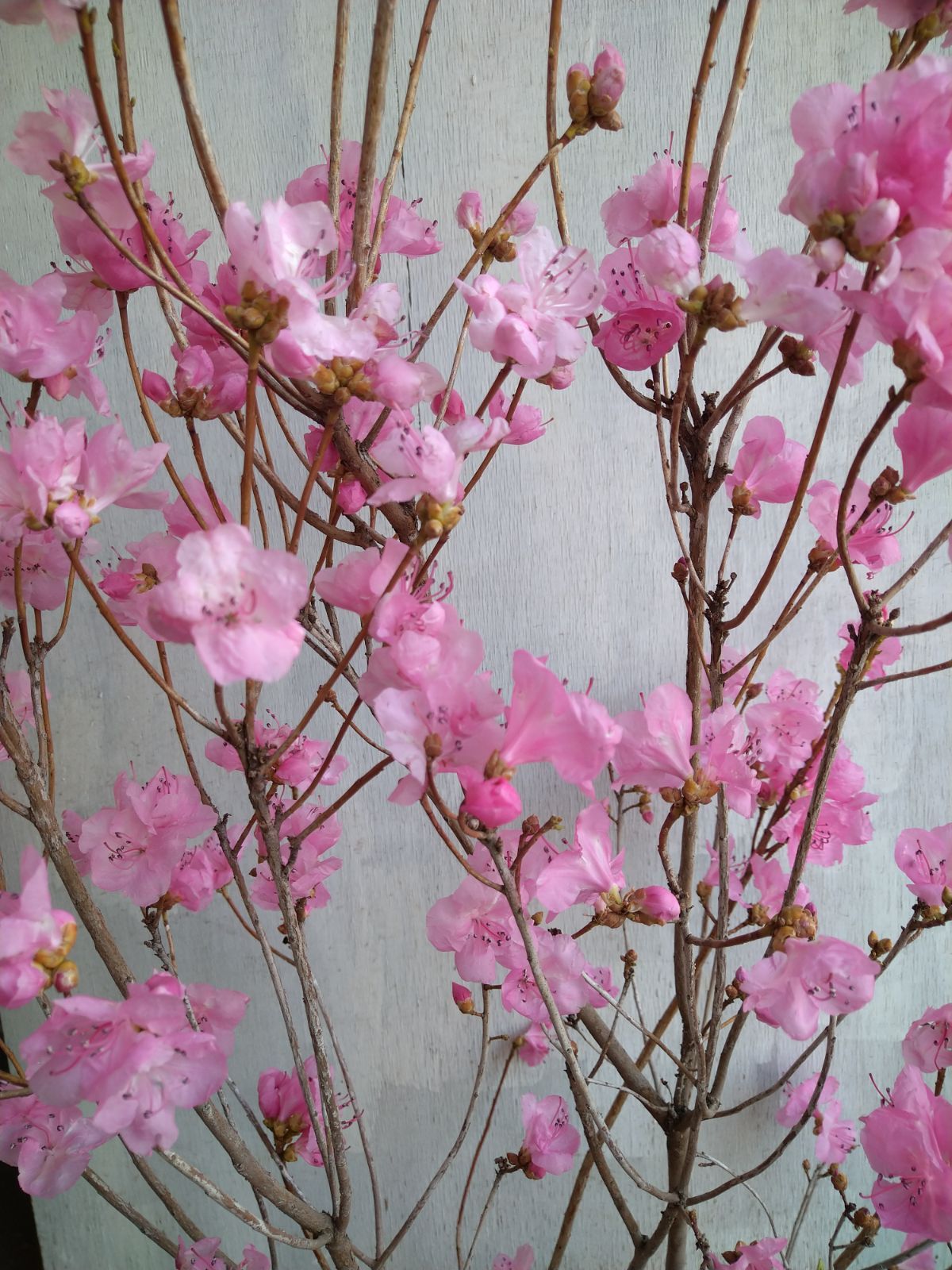 厳選桜ゲンカイツツジ株立ち