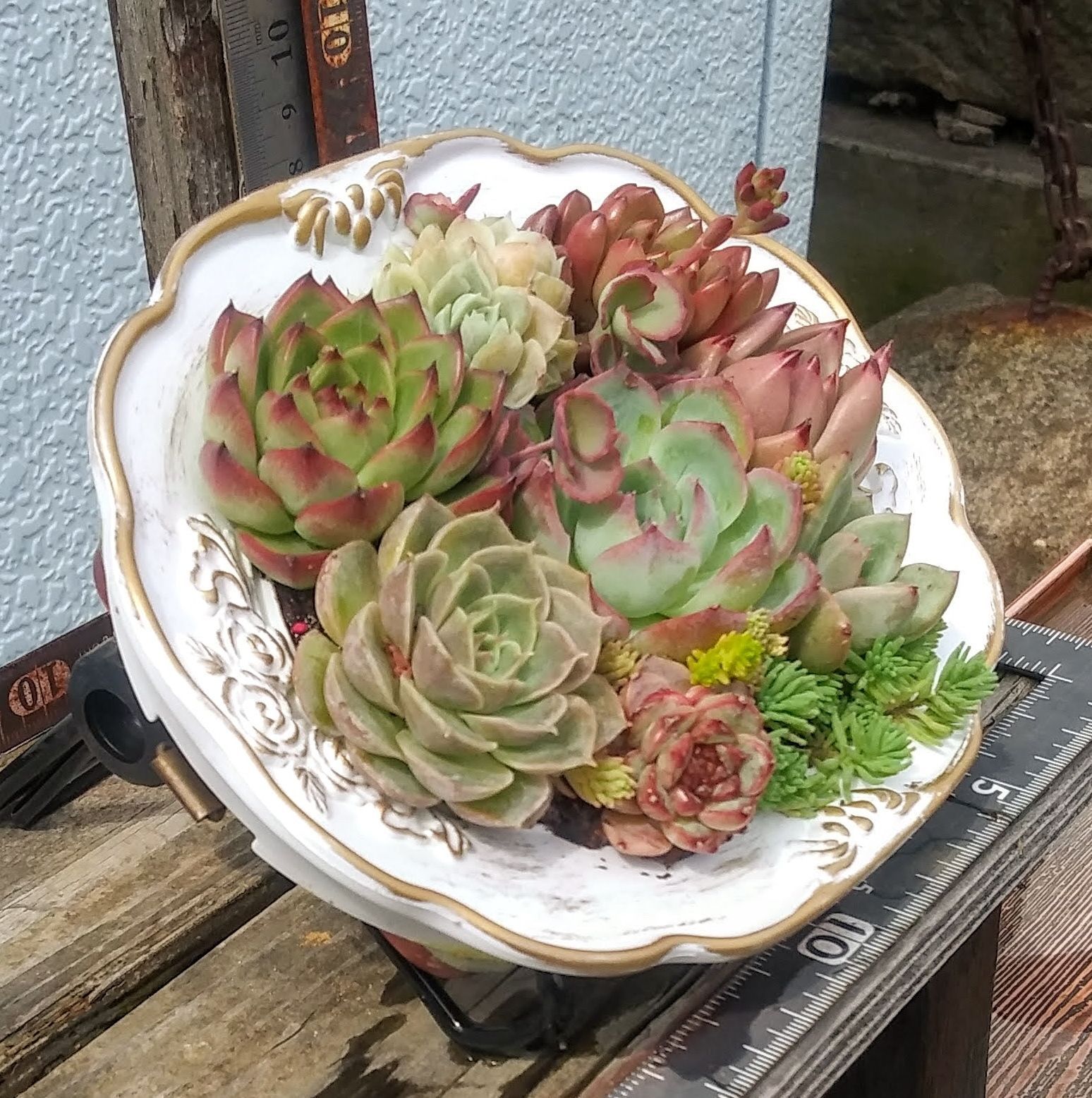 5302多肉植物の寄せ植え☆テーブル多肉☆タブロー☆飾り台付き☆限定３品 - メルカリ