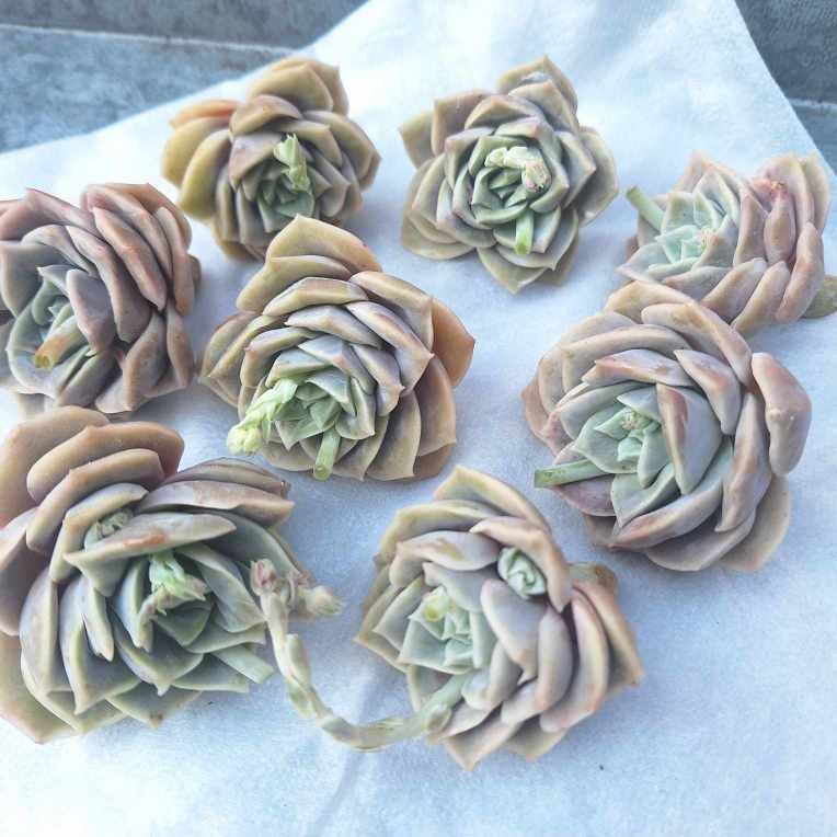 多肉植物 エケベリア ラブリーローズ5苗セット ラブリーローズ錦 5頭美