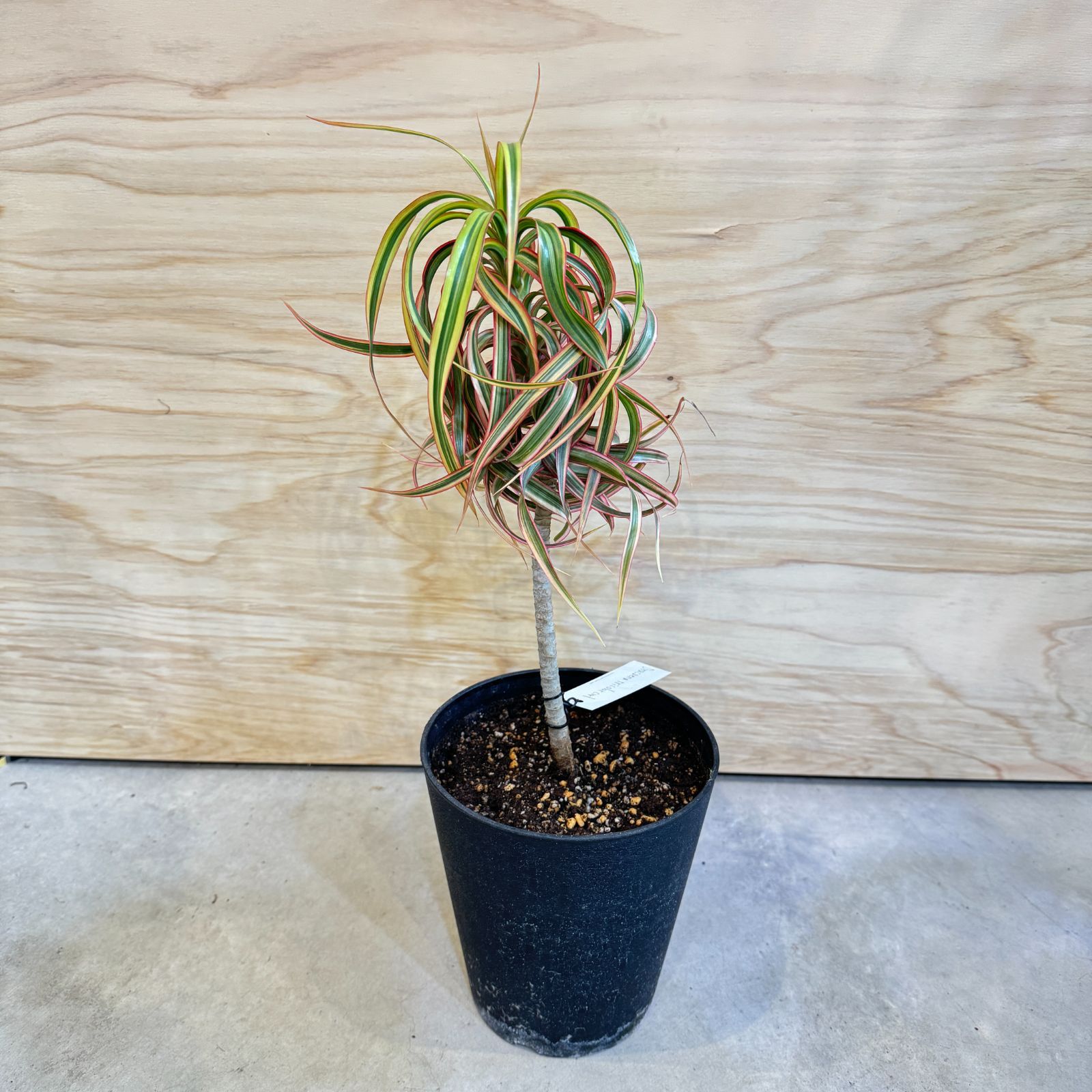 希少!! Dracaena 'Tricolor Kuhnty' ドラセナ（コンシンネ）トリ