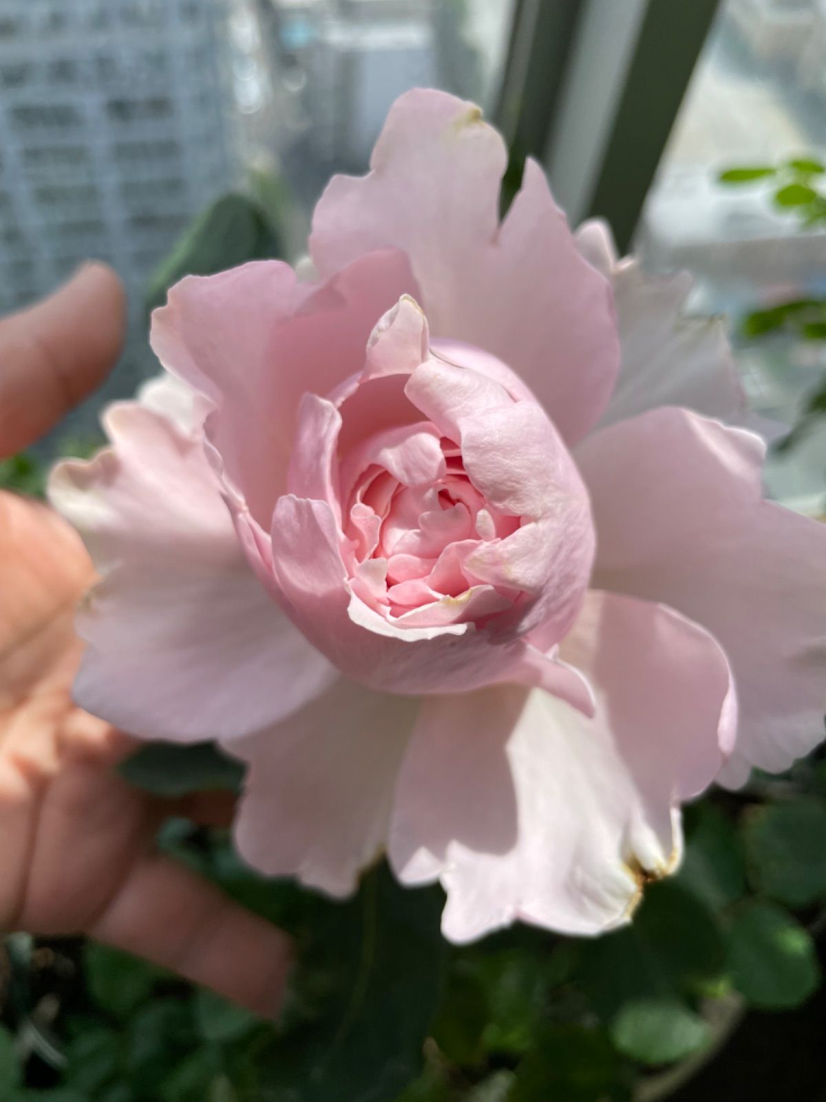 週末セール！数量限定！超強香！超強健！大輪！フランス原産切り花品種　バラ苗二年生 超強香！超強健！大輪！フランス原産切り花品種 入手困難 バラ苗
