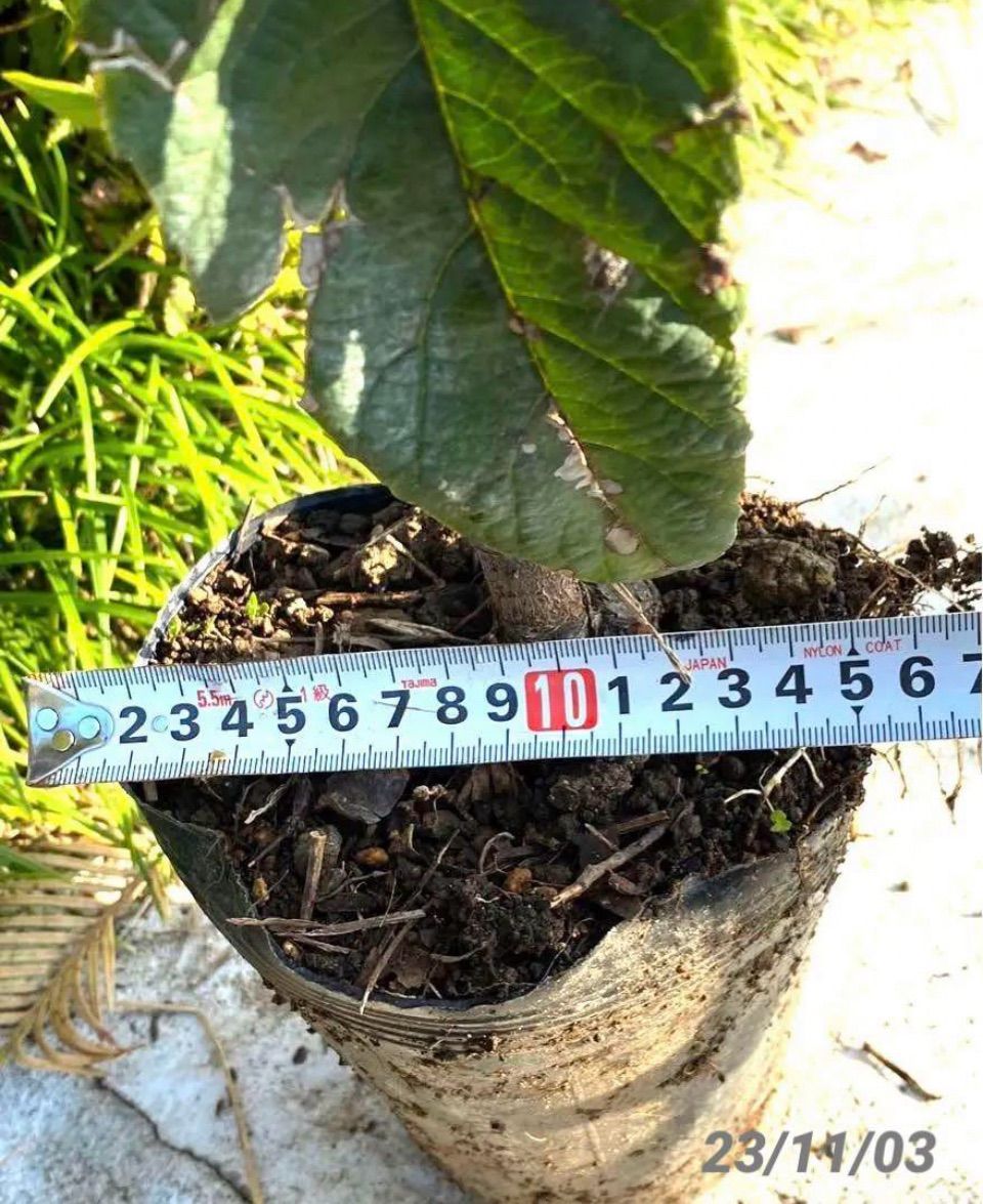 ビワ苗木 大房接木 2本同梱 自家製酵素栽培 完全無農薬 4322-1-1.jpg