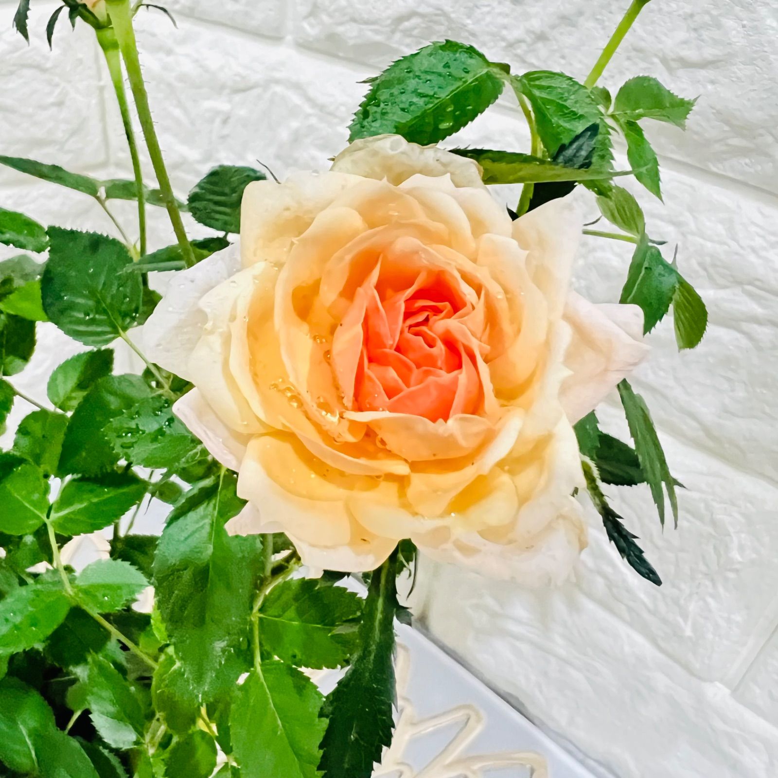 La♡Pafait ラパフェ♡ローズミニクリップ 3個セット♡薔薇 ミニバラ：モカフェローズ（カプチーノ）（3.5号）芳香性