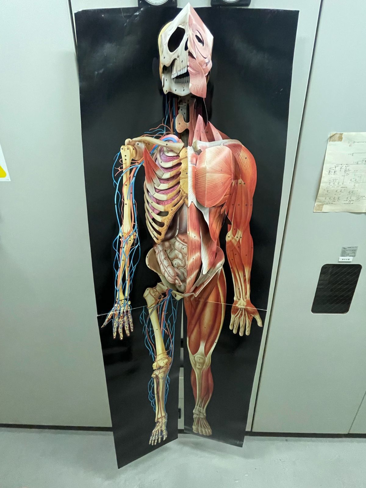 【那須町役場】学校教材　人体解剖模型　全身【管理番号240】 那須町役場】学校教材 人体解剖模型 全身【管理番号240】