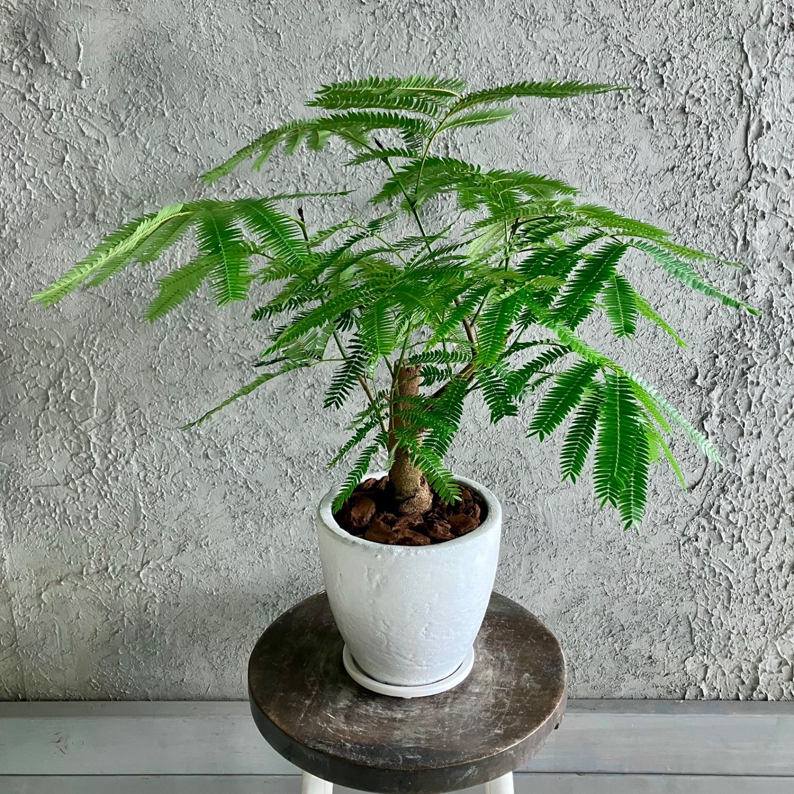 エバーフレッシュ 陶器 セメント鉢 ベージュ 6号 極上 高級感 エバーフレッシュ 陶器 セメント鉢 ベージュ 6号 極上 高級感