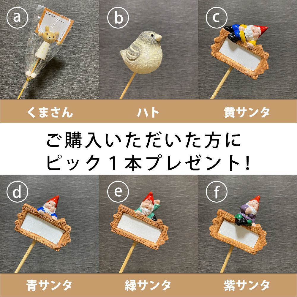 別注品 金鯱 サボテン 特大 12号 黄金色 多肉植物 ドライ