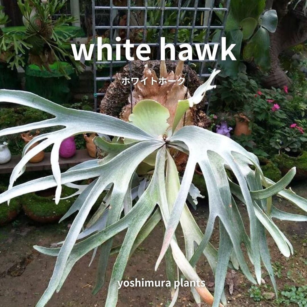 胞子] white hawk ホワイトホーク ビカクシダ - メルカリ