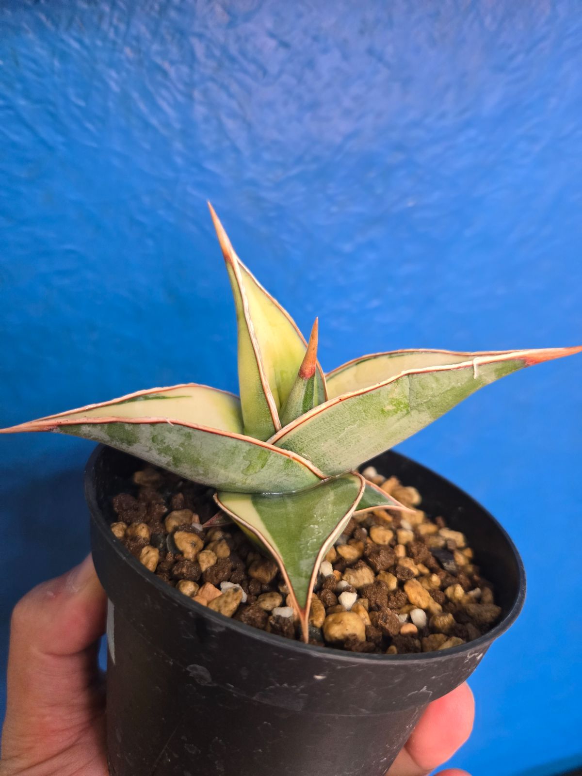 サンセベリア☆ピングイキュラ　極上！斑入り サンセベリア☆ピングイキュラ 極上！斑入り