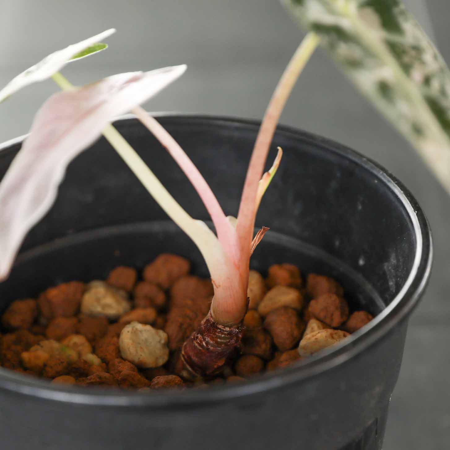 アロカシア バンビーノ ピンク斑入り Alocasia Bambino pink