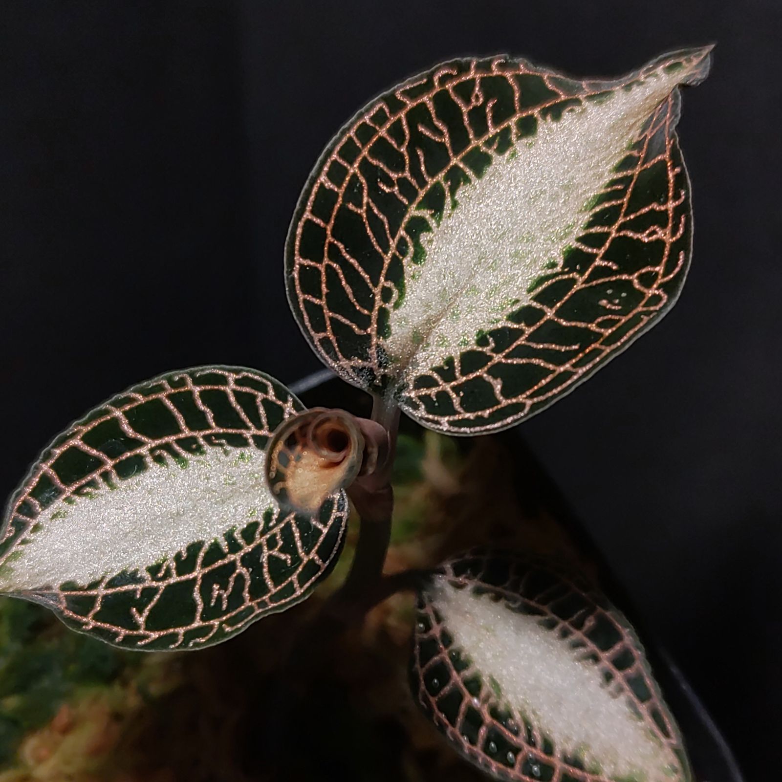 額縁☆Orchid John Powell オーキッド ジョン・ポーウェル